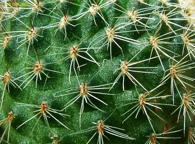 Rebutia_ sp.'dutineiana' WR706b_ 03